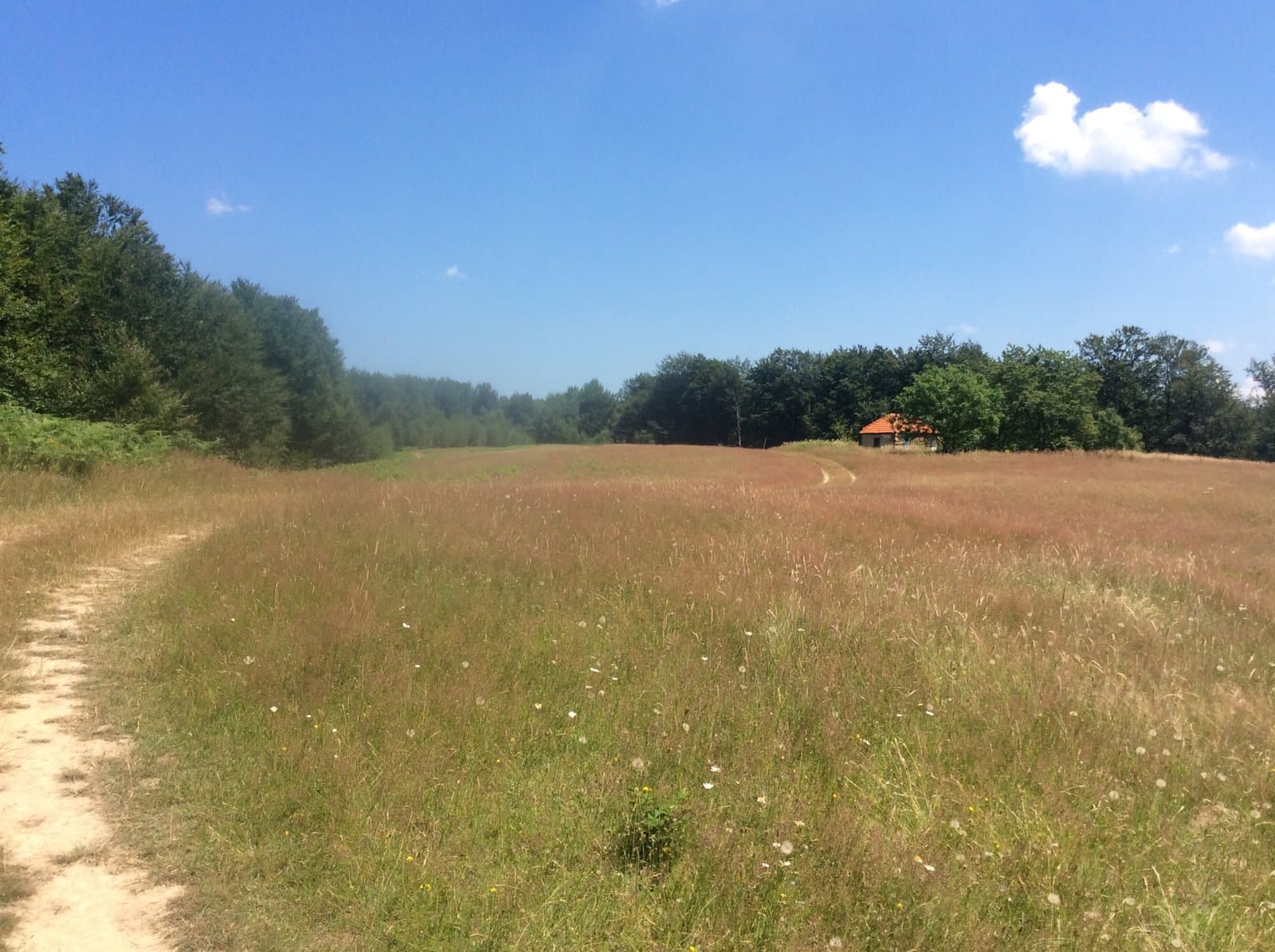 Wildflower meadow to beech canopy.