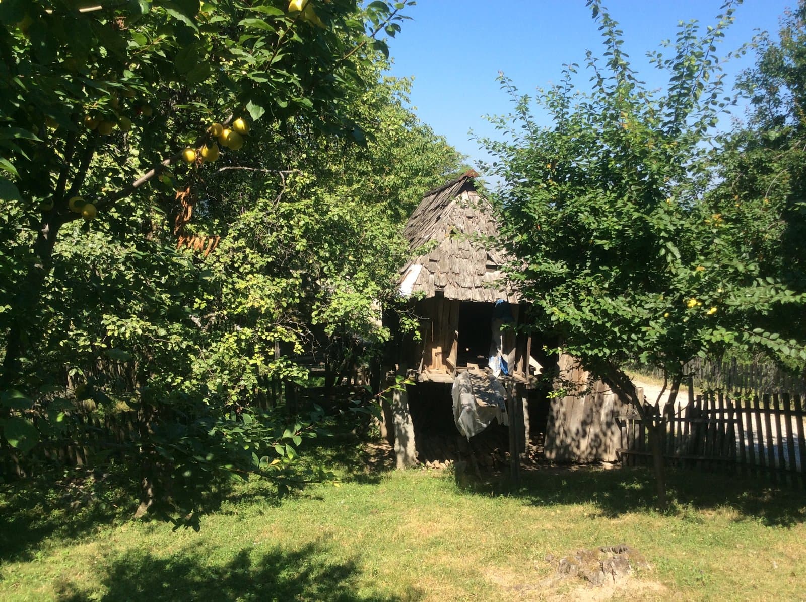 The orchard where the tent is set