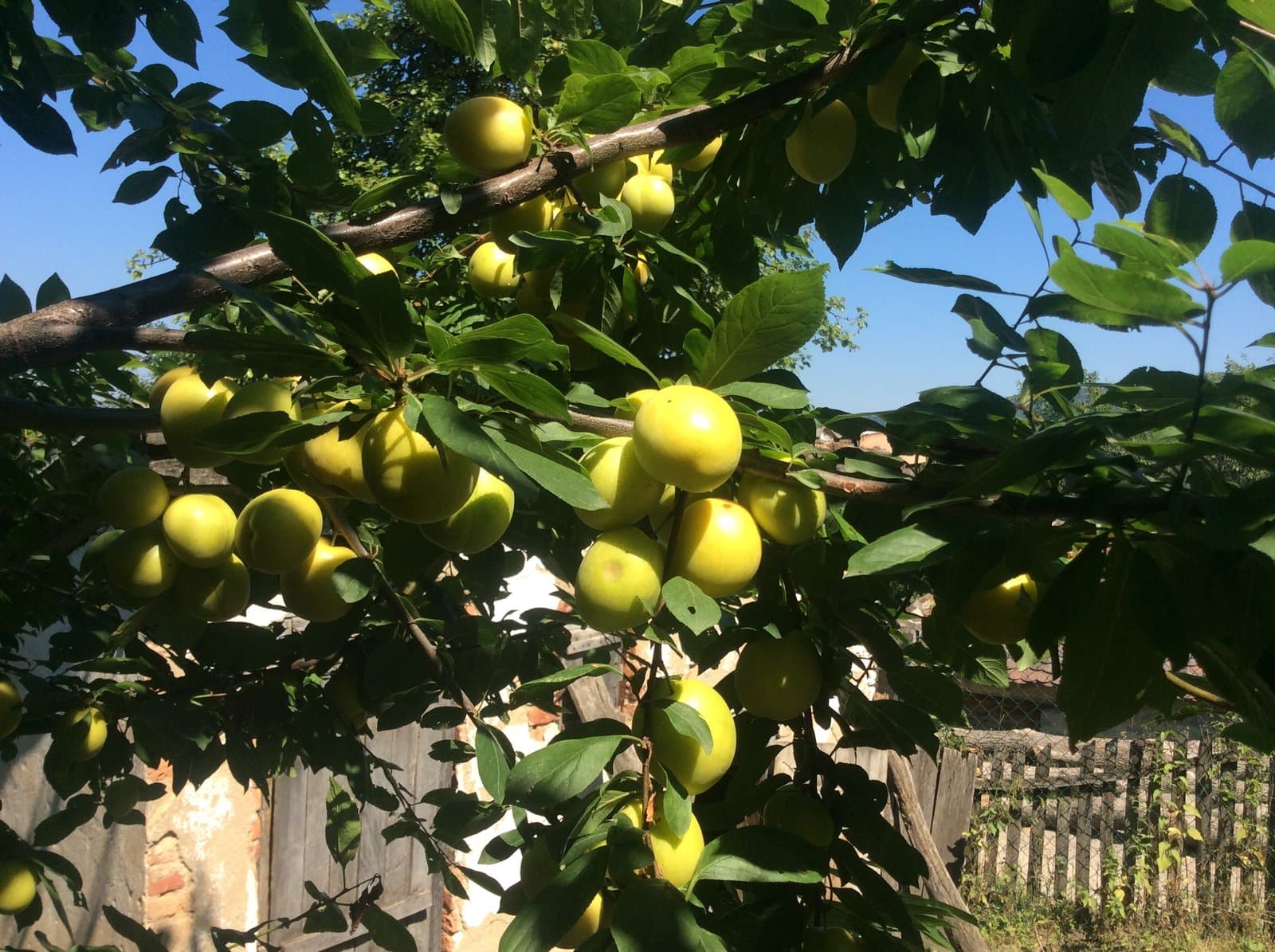 Plums, honey, wild food.