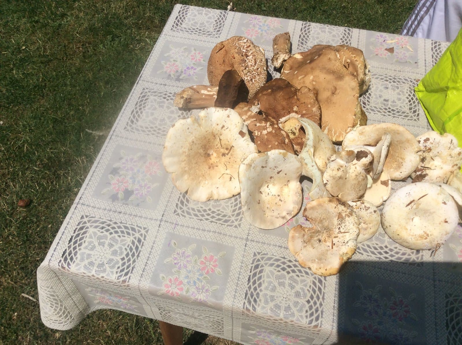 Wild porcini